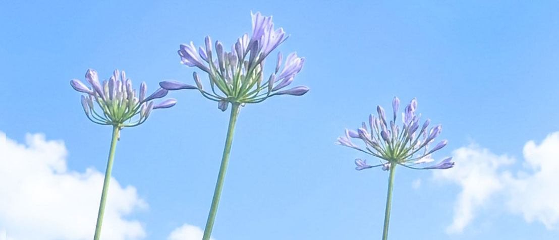 Agapanthus